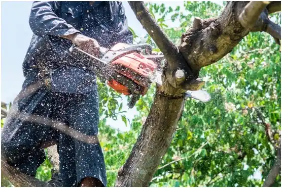 tree services Wall